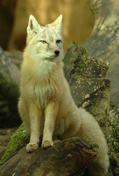 Степная лисица