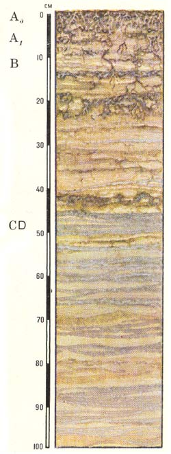 Морфологическое строение профиля аллювиальных (пойменных) дерновых почв