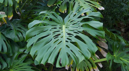 Род Монстера (Monstera) Уход за комнатными растениями