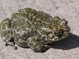 Зелёная жаба (лат. Bufo viridis)