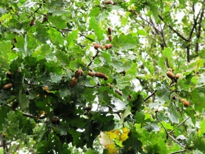 Дуб черешчатый (лат. Quercus robur)