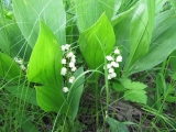 Ландыш майский (лат. Convallaria majalis)