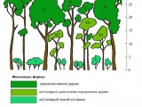 Диаграмма ясенево-липового осоково-снытевого леса