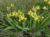Касатик карликовый (Iris pumila)