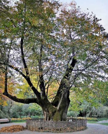 250-летняя липа, вокруг которой образовался Сухумский ботанический сад